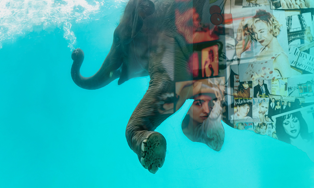 Thumbnail of Story image for Swimming with Elephants by 