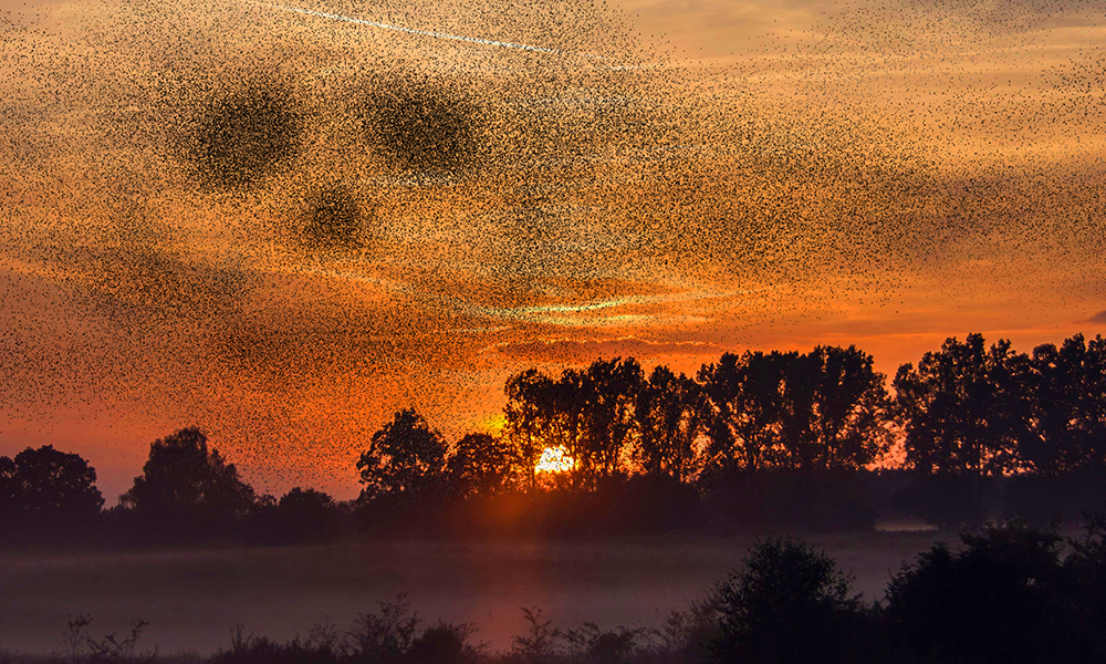 Thumbnail of Story image for Murmurations by 